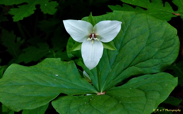 {Trillium flexipes}